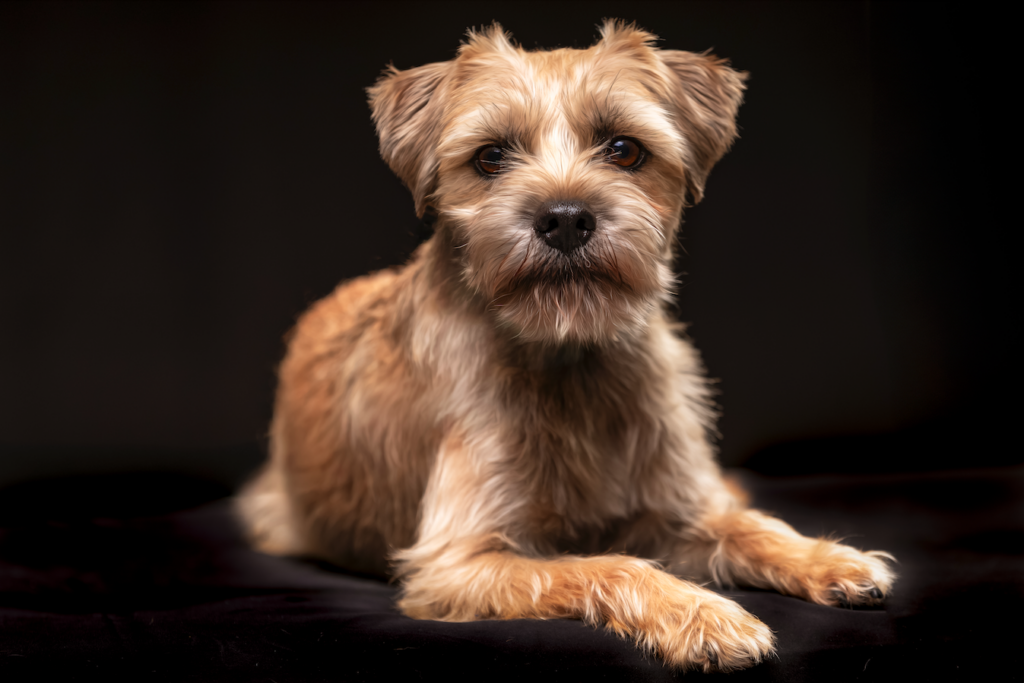 Pet portraits in Snoqualmie valley, dog posing for fine art session. 